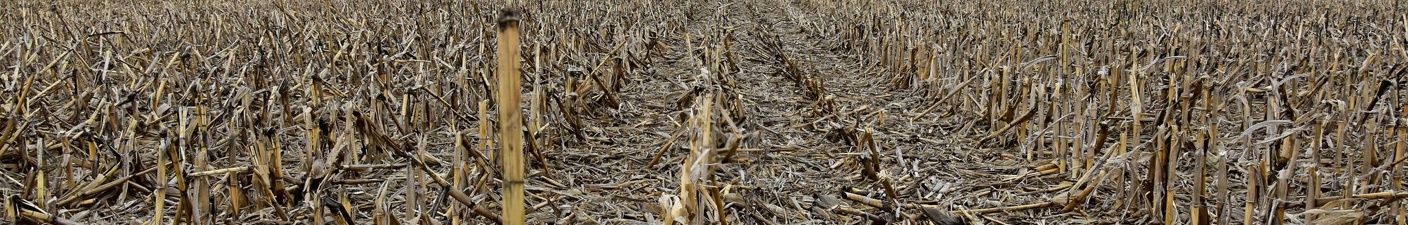 A no-till field one of the Rooneys farms near Sheffield. (Jason Johnson - Iowa NRCS)