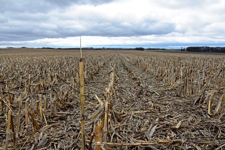 A no-till field one of the Rooneys farms near Sheffield. (Jason Johnson - Iowa NRCS)