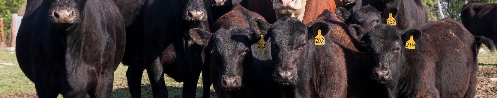 K-State veterinarian Bob Larson says cattle cannot transmit lumpy jaw or wooden tongue to each other. Groups of animals only contract the diseases when consuming the same coarse grasses. (Photo: K-State Research and Extension)