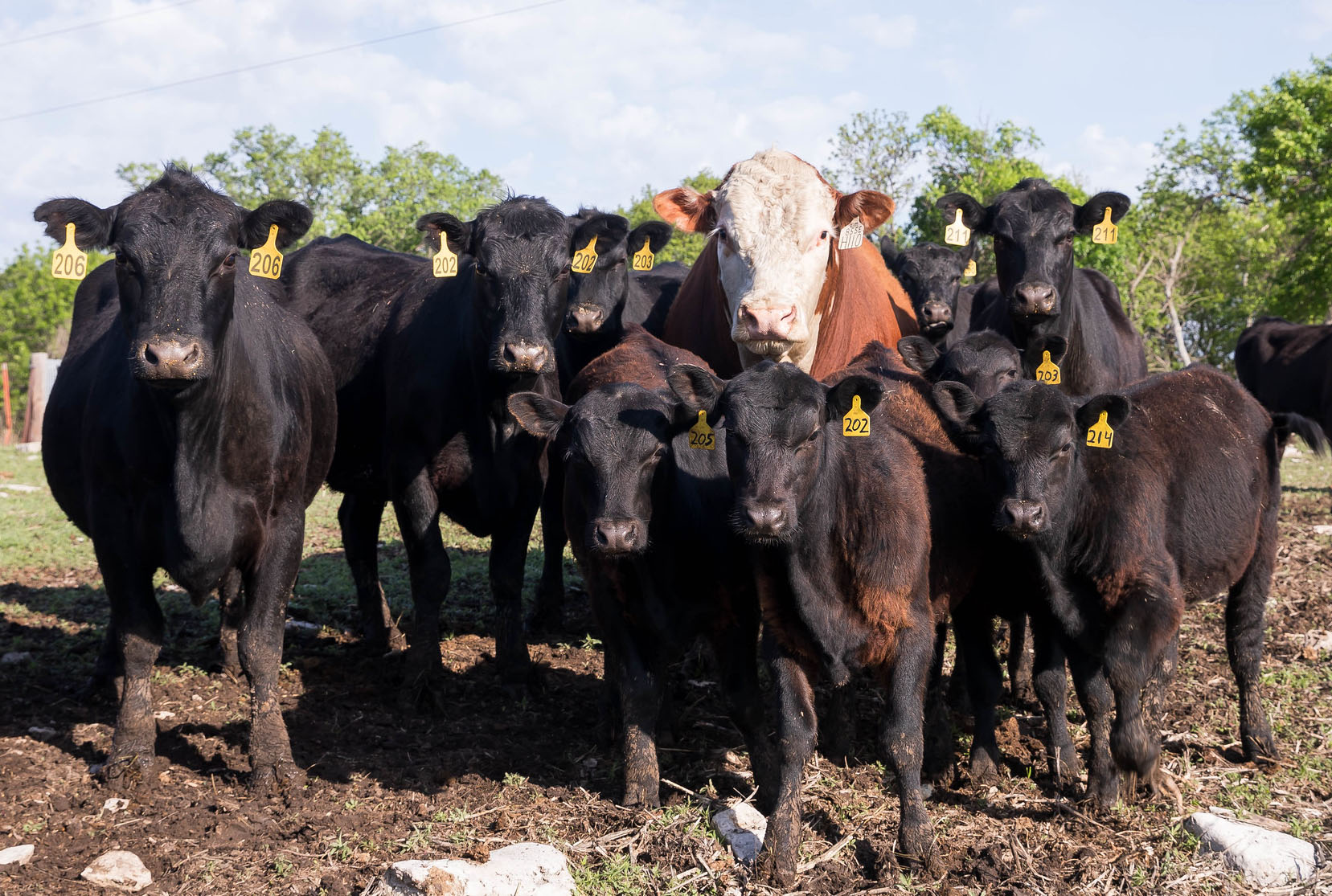 K-State veterinarian Bob Larson says cattle cannot transmit lumpy jaw or wooden tongue to each other. Groups of animals only contract the diseases when consuming the same coarse grasses. (Photo: K-State Research and Extension)