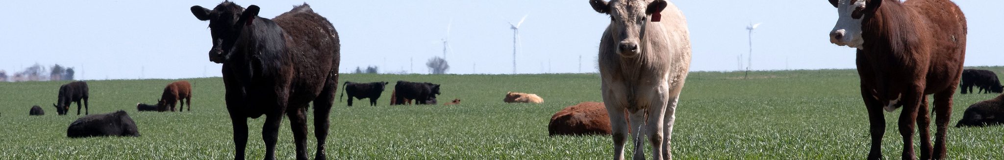 Cattle grazing in a wheat pasture. (K-State Research and Extension news service)