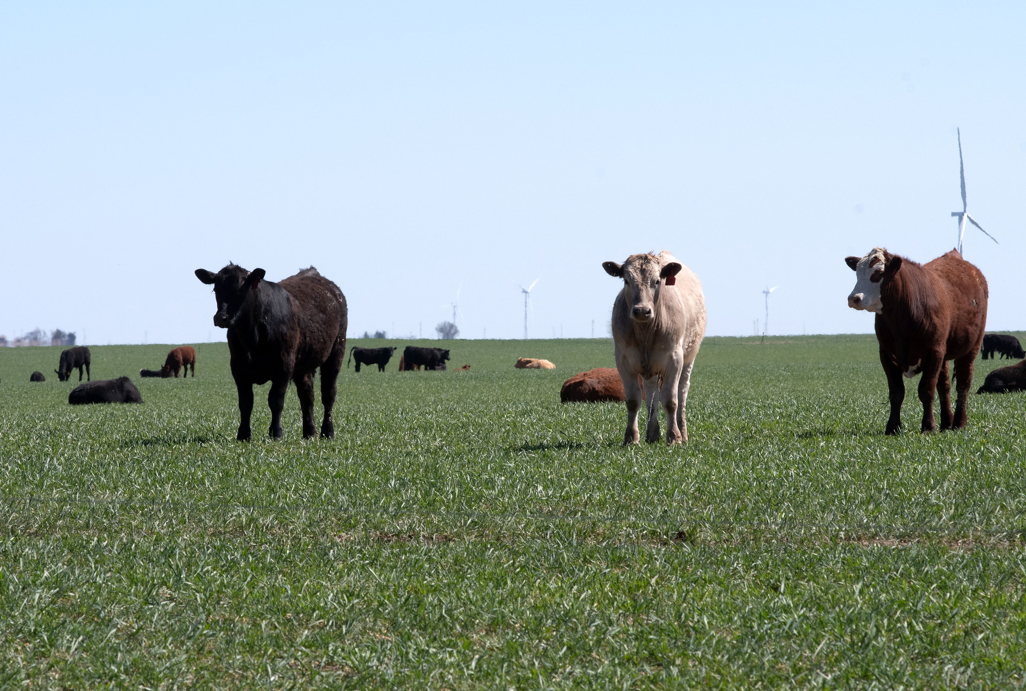 Cattle grazing in a wheat pasture. (K-State Research and Extension news service)