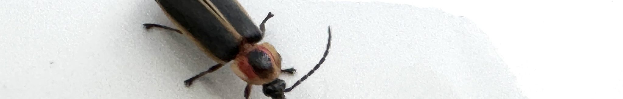 Lightning bug Photinus pyralis seen on a car in Arkansas. Taken June 26, 2024. (U of A System Divison of Agriculture photo.)
