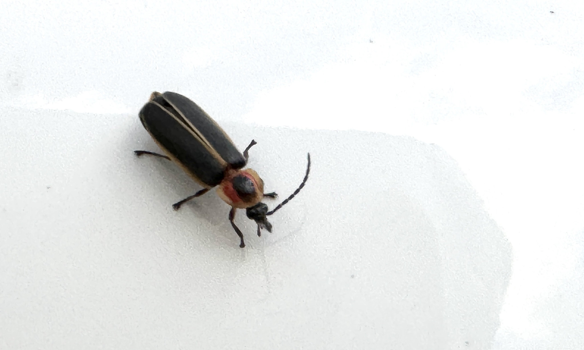 Lightning bug Photinus pyralis seen on a car in Arkansas. Taken June 26, 2024. (U of A System Divison of Agriculture photo.)