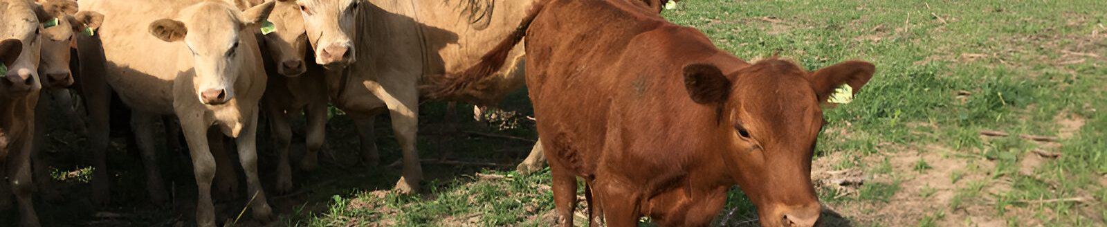 Grazing cover crops with beef cattle increases soil organic carbon stocks and potassium concentrations in grazed plots, according to a study from Kansas State University. (K-State Research and Extension news service)