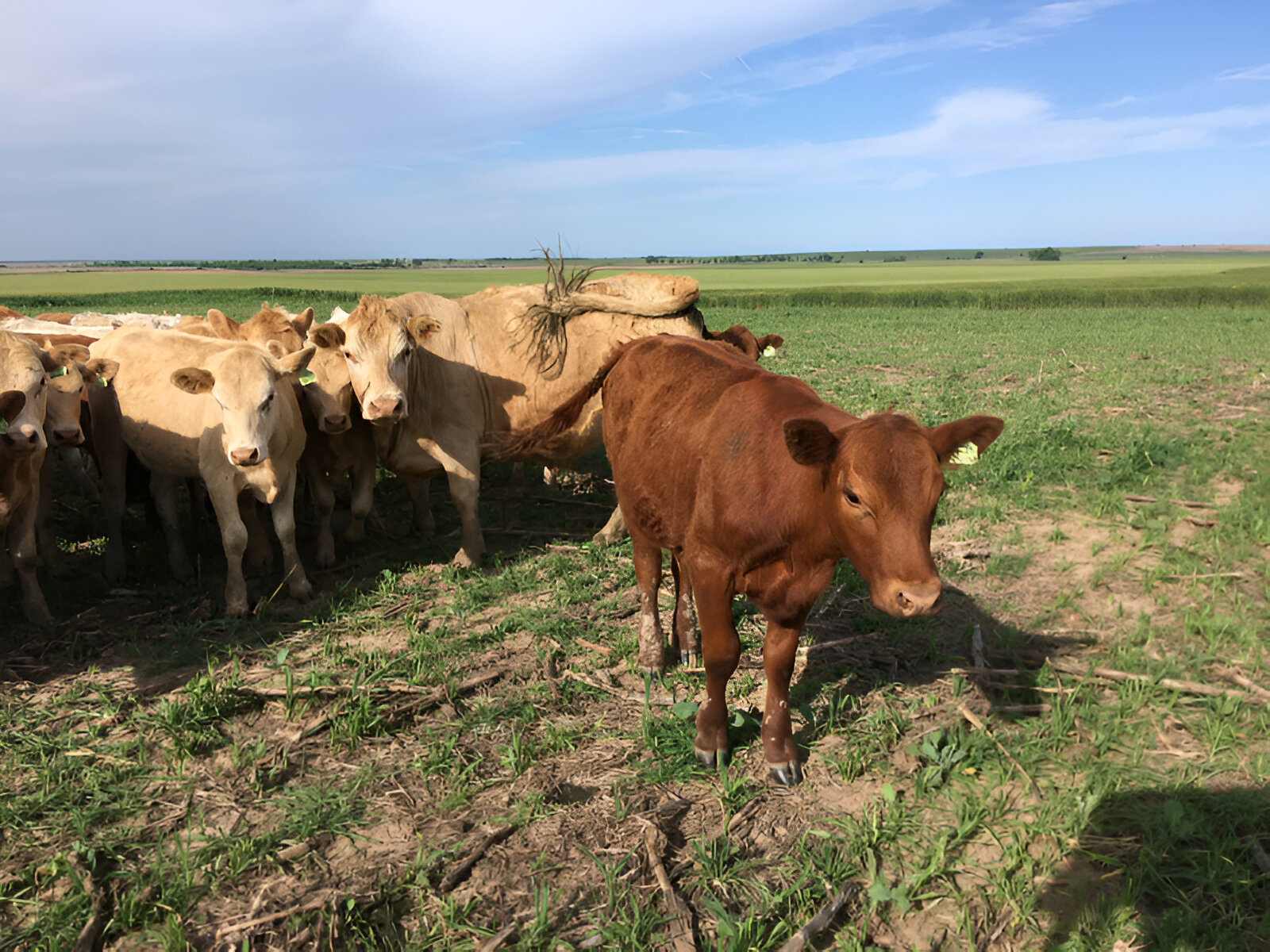 Grazing cover crops with beef cattle increases soil organic carbon stocks and potassium concentrations in grazed plots, according to a study from Kansas State University. (K-State Research and Extension news service)