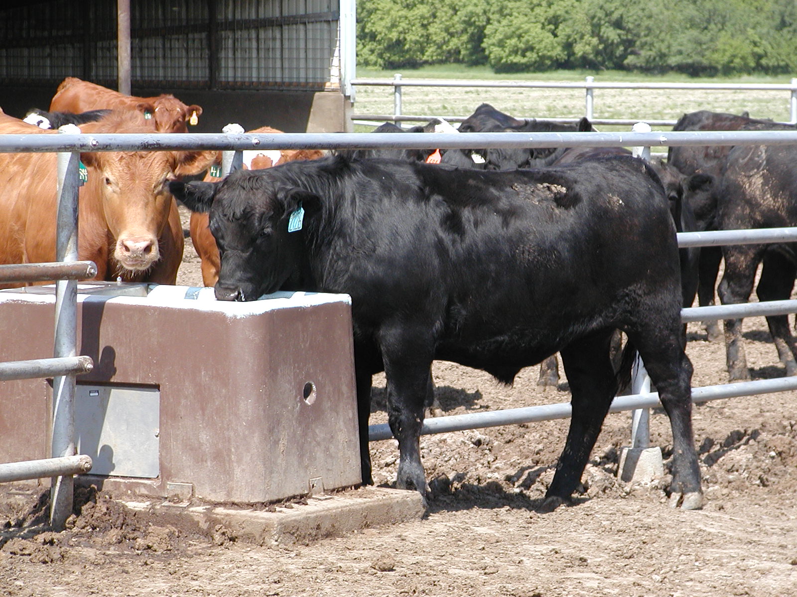 K-State veterinary toxicologist Steve Ensley says lactating animals have a higher chance of becoming water deprived, given their additional fluid needs for milk production. (Photo: K-State Research and Extension news service)