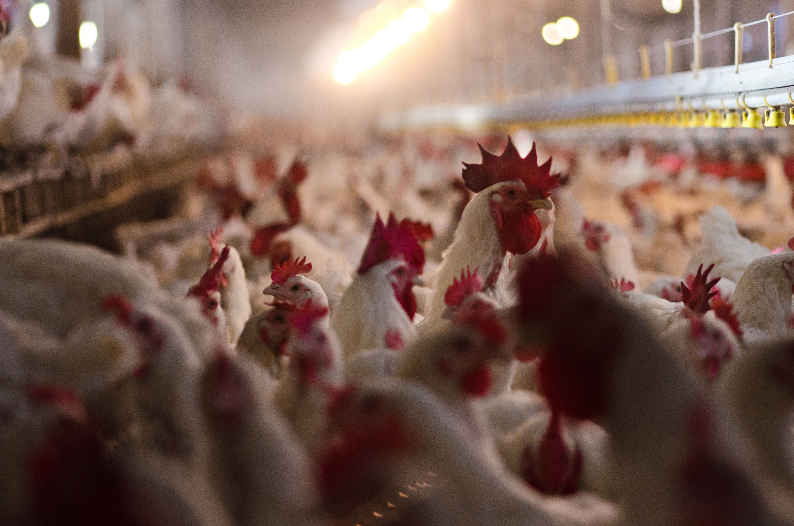 Highly Pathogenic Avian Influenza has been hindering commercial poultry flocks for the past few years, and in March 2025, it was discovered in a number of dairy herds. (USDA Multimedia by Lance Cheung.)