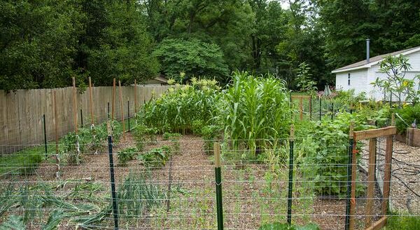 PHOTO: Learn what to look for and how to maintain backyard gardens, porch plants, and landscapes during the summer months. (Photo by Ken Johnson, Illinois Extension) 