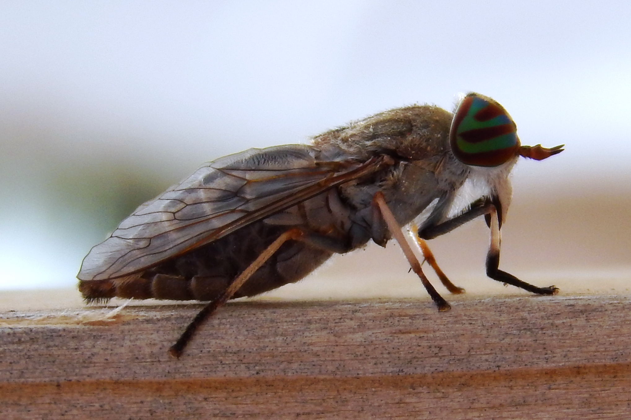 Female horse flies can be stubborn, aggressive blood feeders. Reports of the pest have not been high so far, but they are expected to increase in areas that received heavy rains over recent weeks. (Bart Drees/Texas A&M AgriLife)