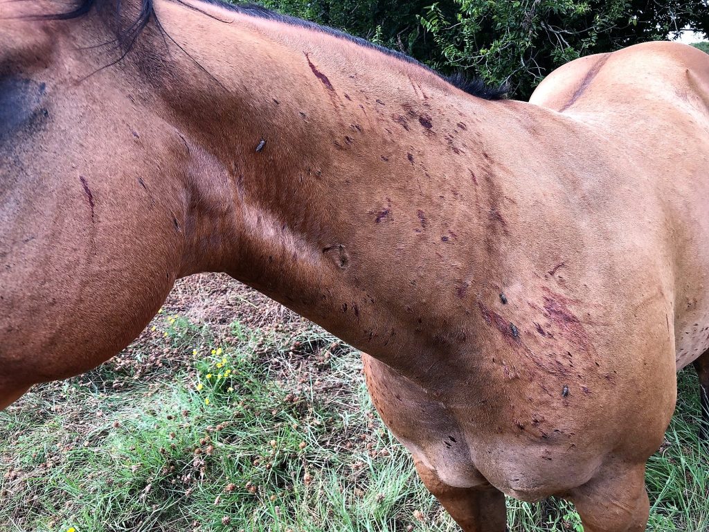 Livestock owners should monitor their animals for signs of horse fly infestations. Traps can help, but animals should be moved from areas with horse flies to protect them from these persistent blood feeders. (Katie Hancock/Texas A&M AgriLife)