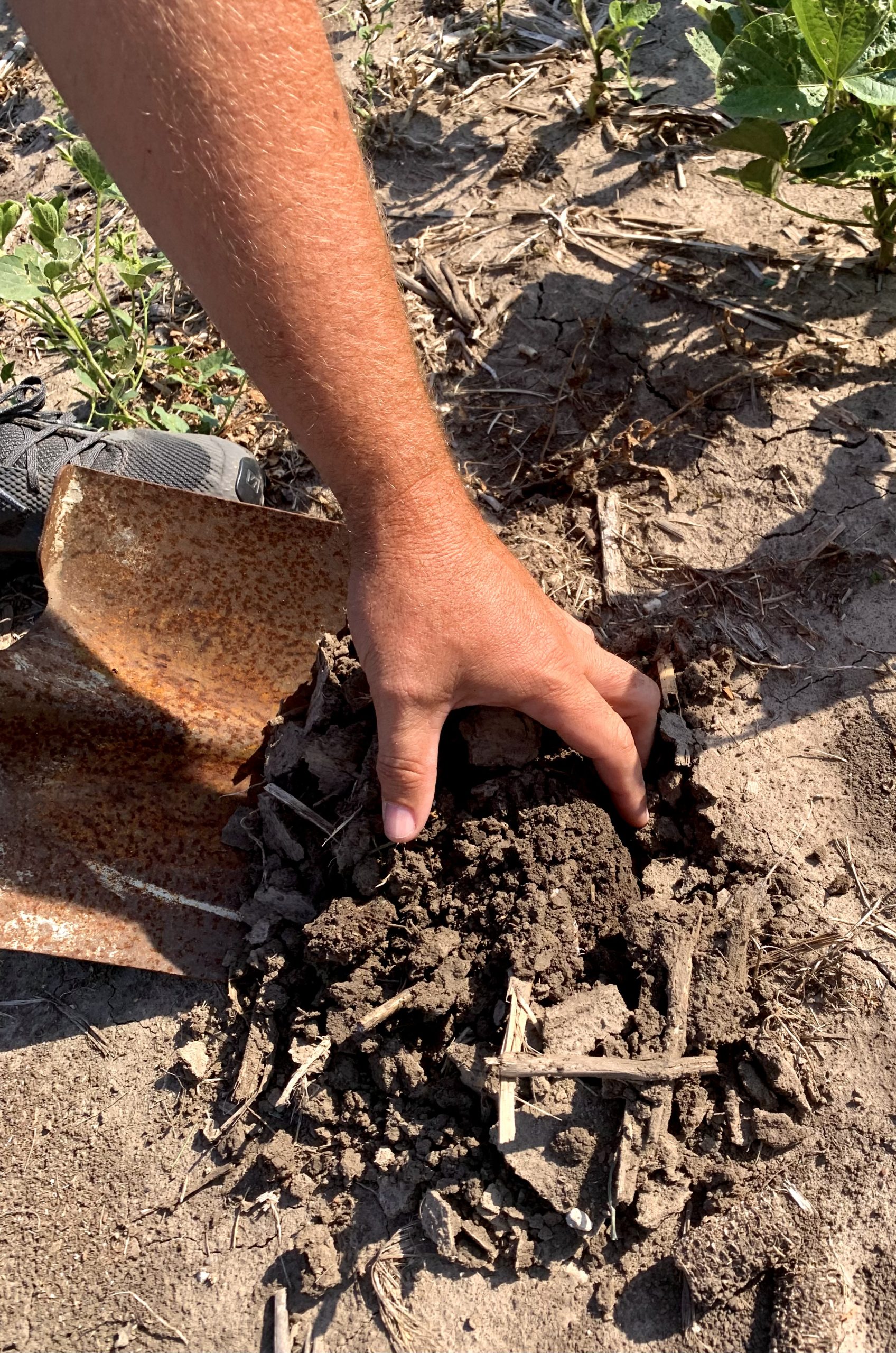 Improving soil health is a major focus of American agriculture these days, for its benefits in everything from growing food to sequestering carbon, and possibly playing a role in saving the planet. (Journal photo by Tim Unruh.)