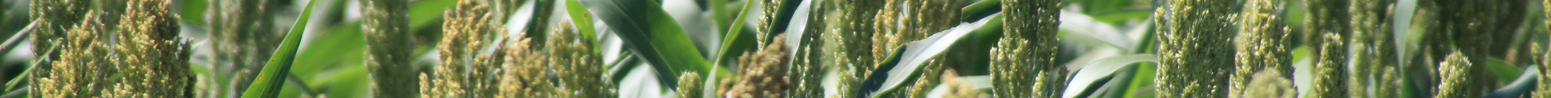 Sorghum field near Dodge City, Kansas. (Journal photo by Dave Bergmeier.)