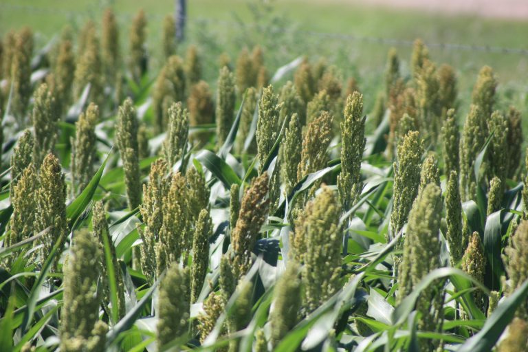 Sorghum field near Dodge City, Kansas. (Journal photo by Dave Bergmeier.)
