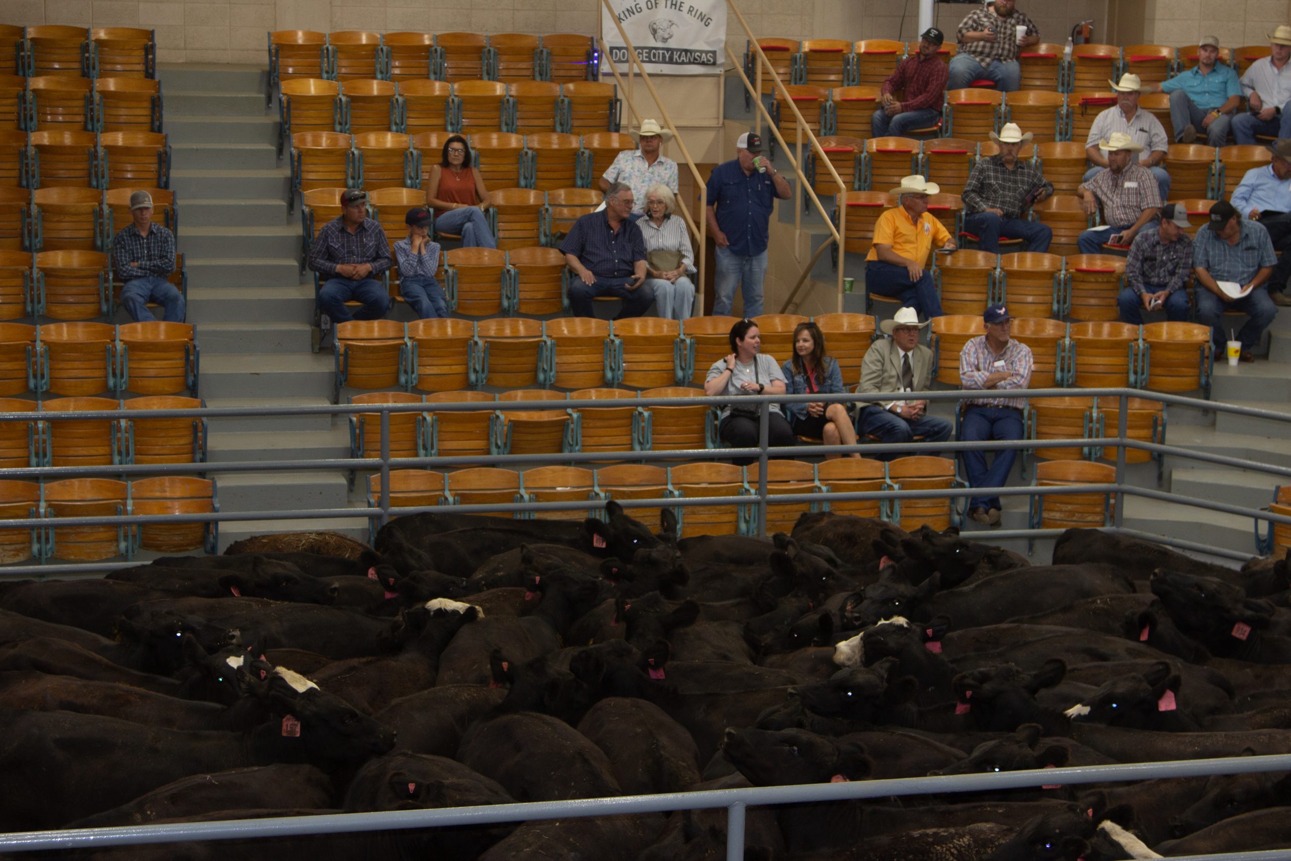 The annual King of the Ring auctioneer competition included eight contestants and more than 7,000 head of cattle on July 27 at Winter Livestock, Dodge City, Kansas. (Journal photo by Dave Bergmeier.)