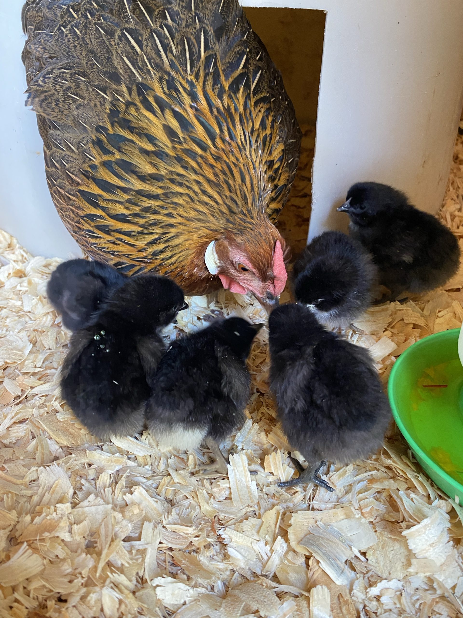 Hen with chicks (Photo: HPJ staff)