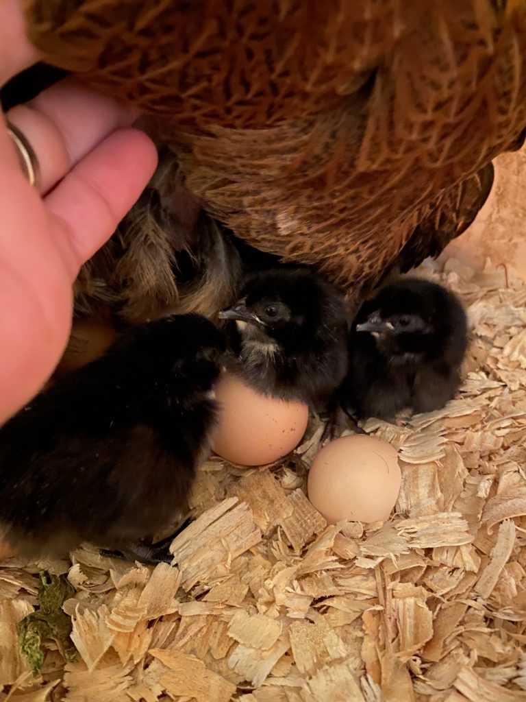 Hen with chicks (Photo: HPJ staff)