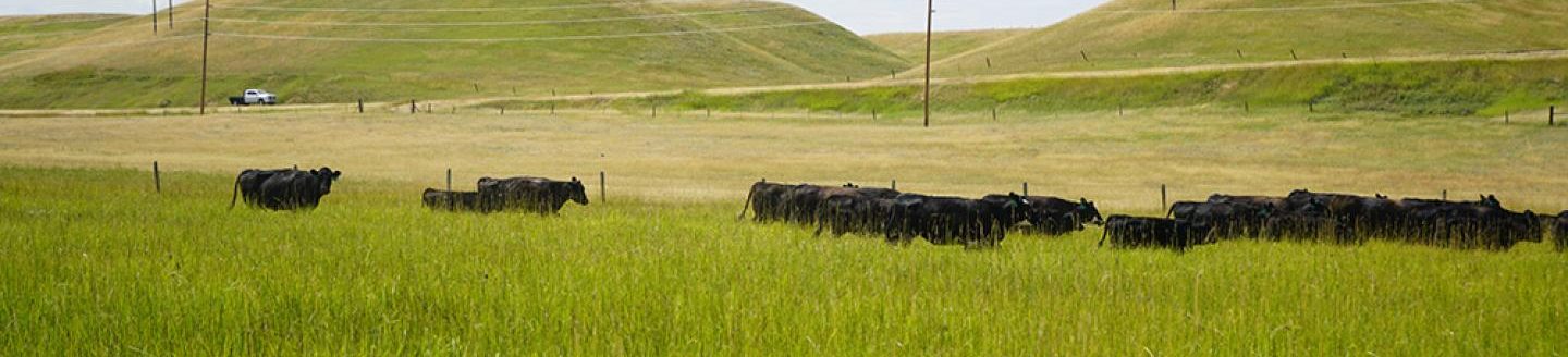 A herd of cattle moves to a new pasture as part of the landowners land management initiative at Caquelin's Ranch. (USDA NRCS Montana)