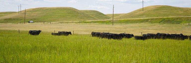 A herd of cattle moves to a new pasture as part of the landowners land management initiative at Caquelin's Ranch. (USDA NRCS Montana)