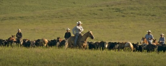 Cattle roundup (Photo: courtesy of Frank J. Buchman) 