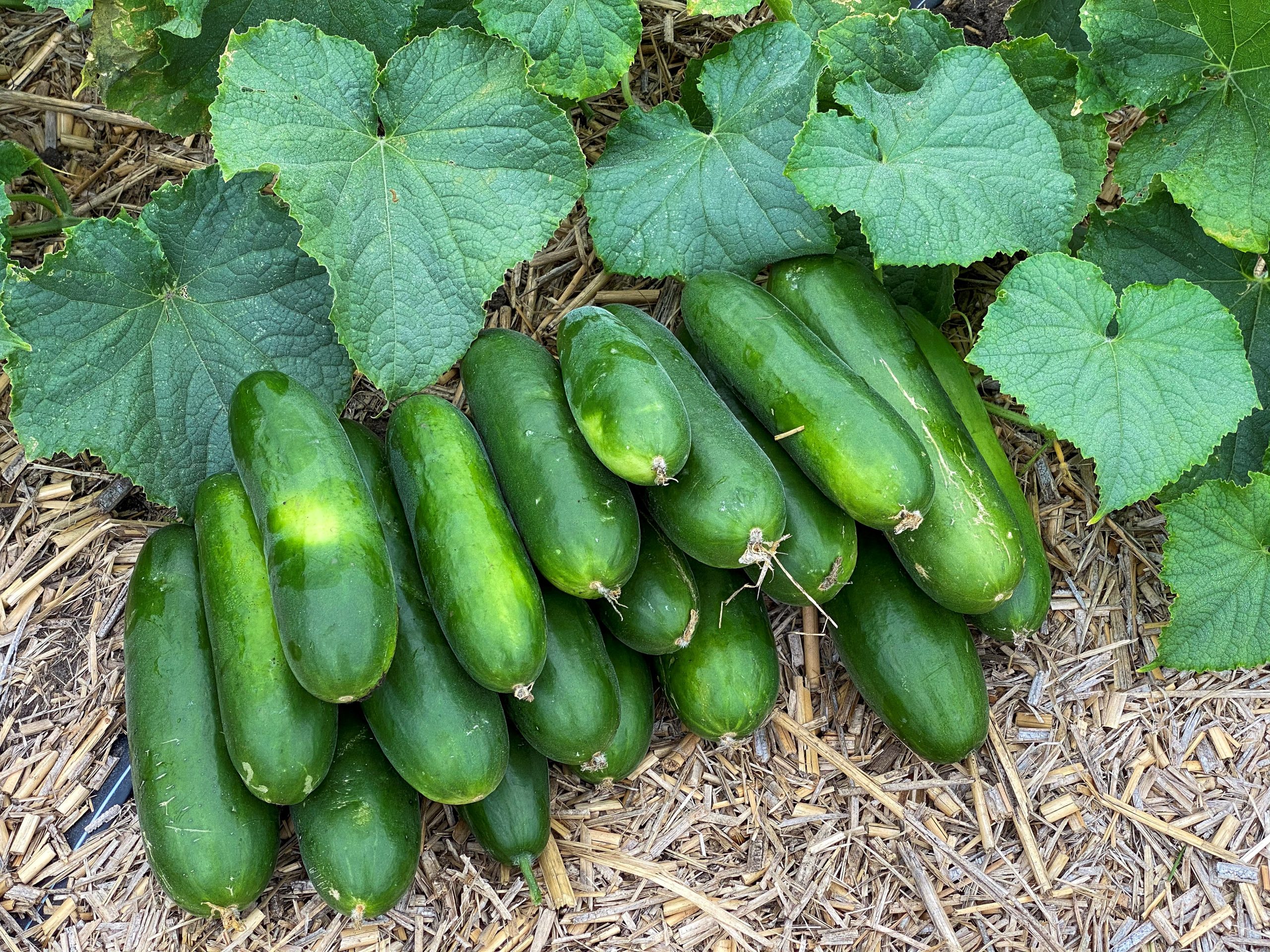 Cucumbers (Photo: Iowa State University Extension and Outreach)
