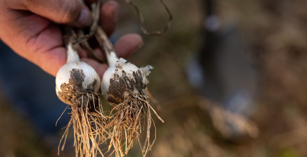 One of the varieties of garlic planted in the research project spearheaded by Tyler Mason. (Photo by Mitchell Alcala, OSU Agriculture)