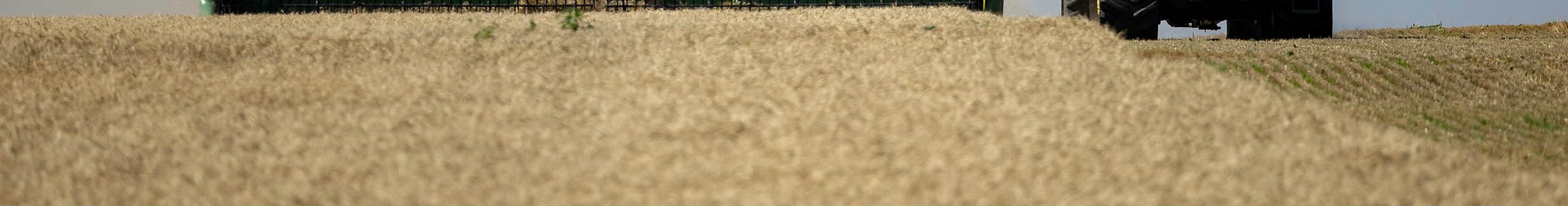 Wheat Harvest in Kay and Garfield county at Joe Caughlin and Lee Schnaithman’s property on Wednesday, June 12, 2024. (Photo by Mitchell Alcala/OSU Agriculture)