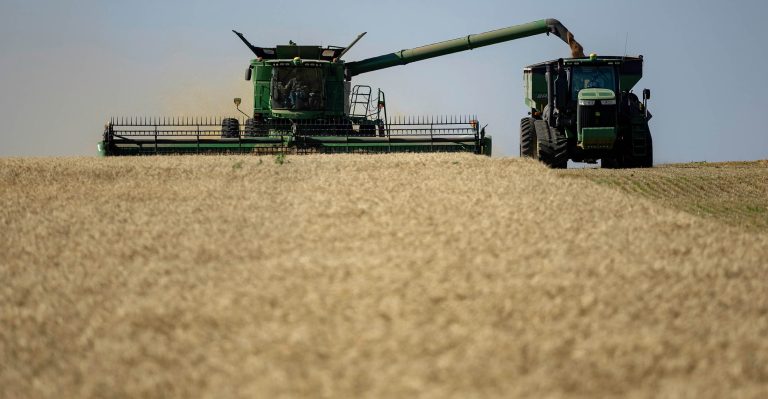Wheat Harvest in Kay and Garfield county at Joe Caughlin and Lee Schnaithman’s property on Wednesday, June 12, 2024. (Photo by Mitchell Alcala/OSU Agriculture)