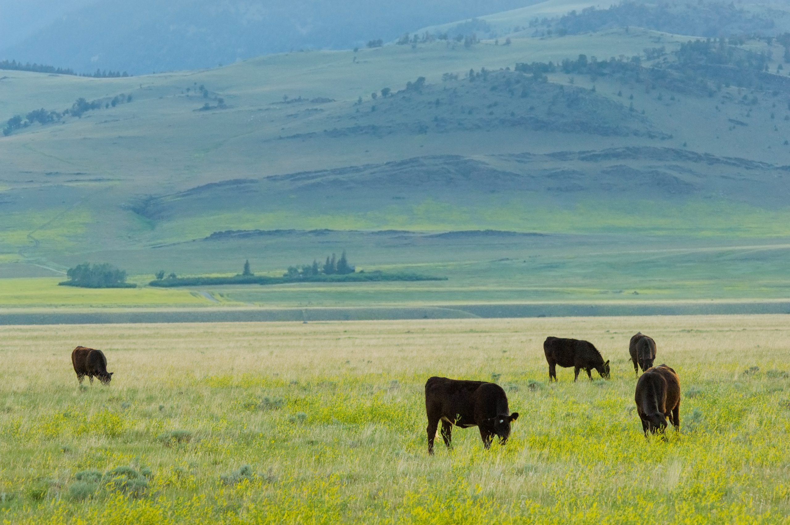 Grass-fed cows on the meadows of Montana ranch. (Ohoto: iStock - Tashka)