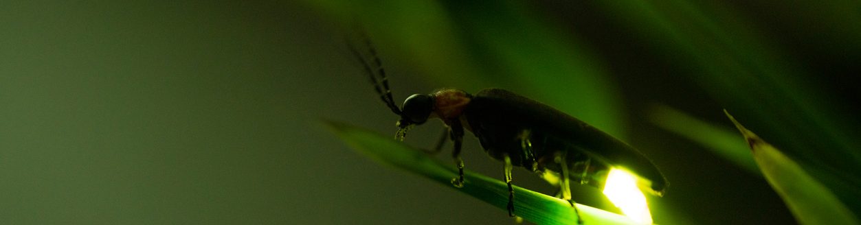 Firefly glowing. (iStock-#1215660353 │ ruiruito)