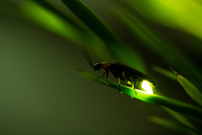 Firefly glowing. (iStock-#1215660353 │ ruiruito)