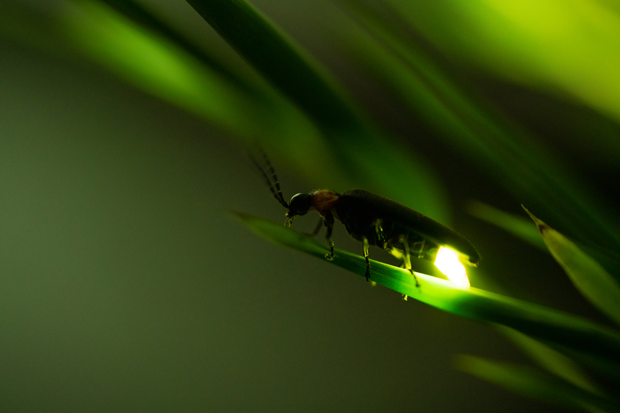 Firefly glowing. (iStock-#1215660353 │ ruiruito)