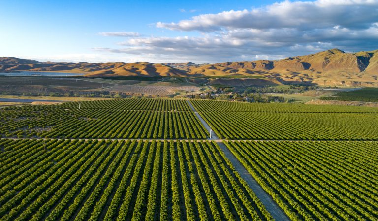 Olive Plantation in Bakersfield, California. Beautiful Sunset Light (Photo: iStock - Mindaugas Dulinskas)
