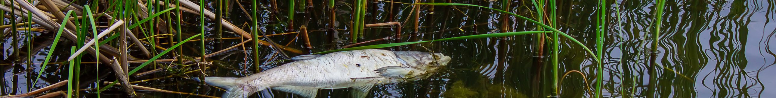 Water pollution. The fish dies in dirty water. (Photo: iStock - Anna Solovei)