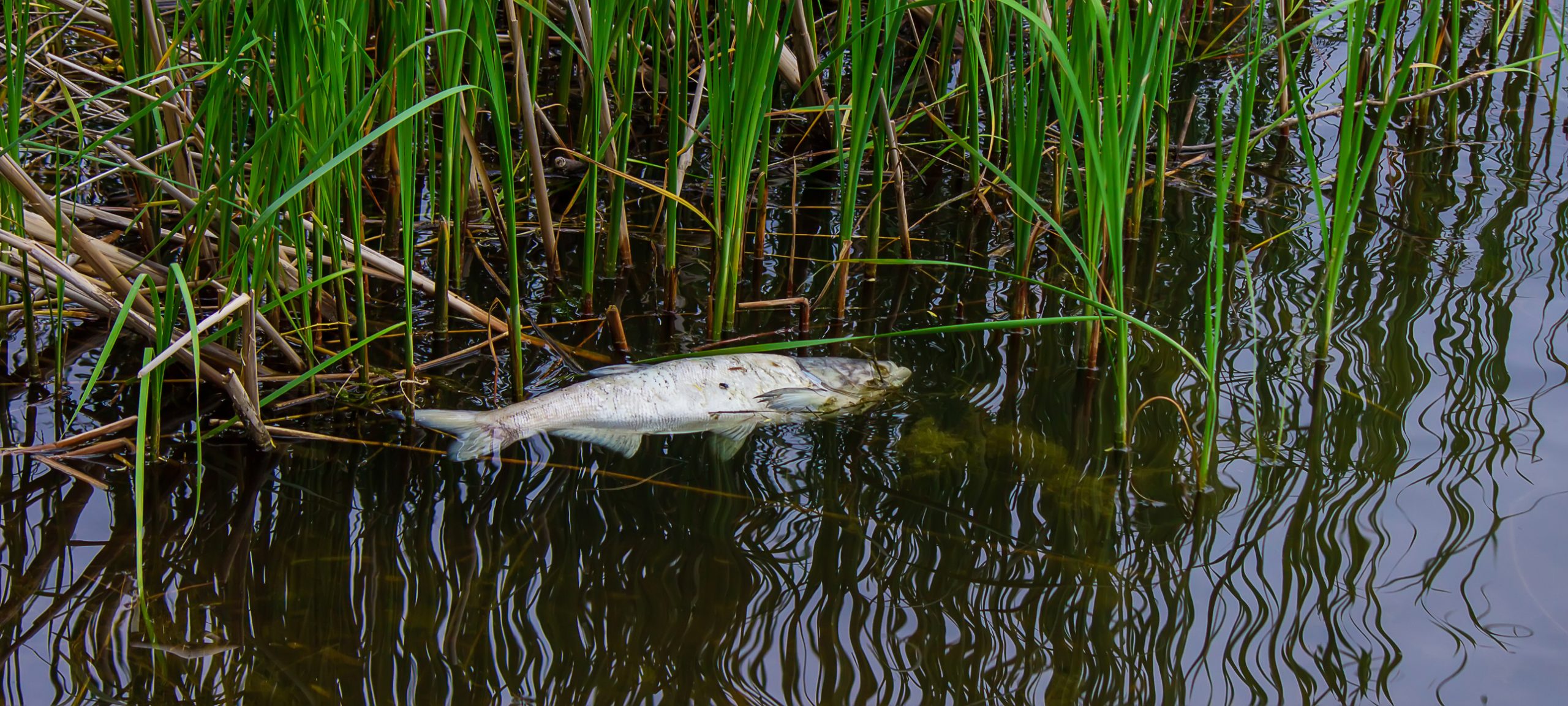 Water pollution. The fish dies in dirty water. (Photo: iStock - Anna Solovei)