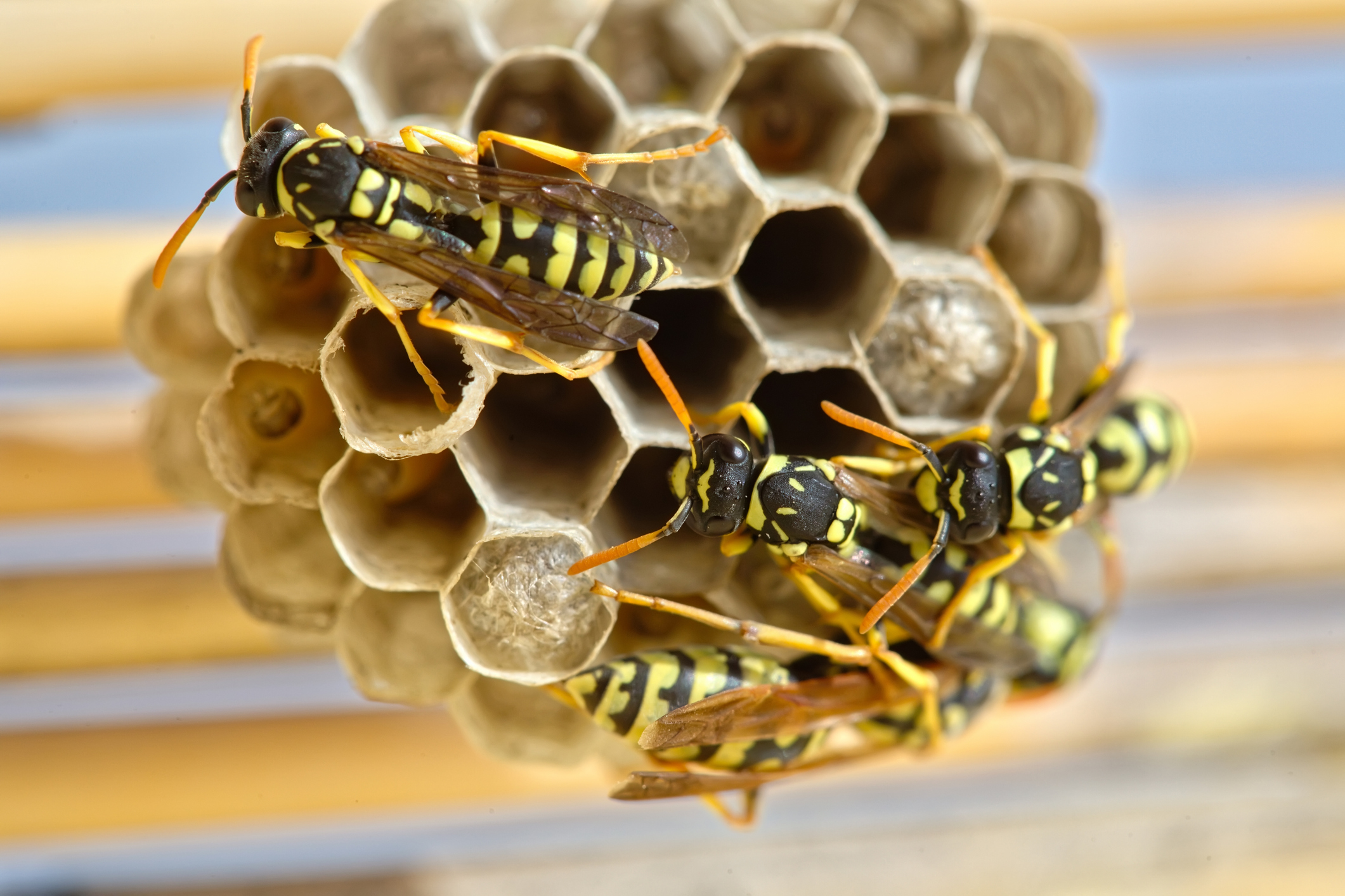 Several wasps building a nest to lay their eggs. (Photo: iStock - digicomphoto)