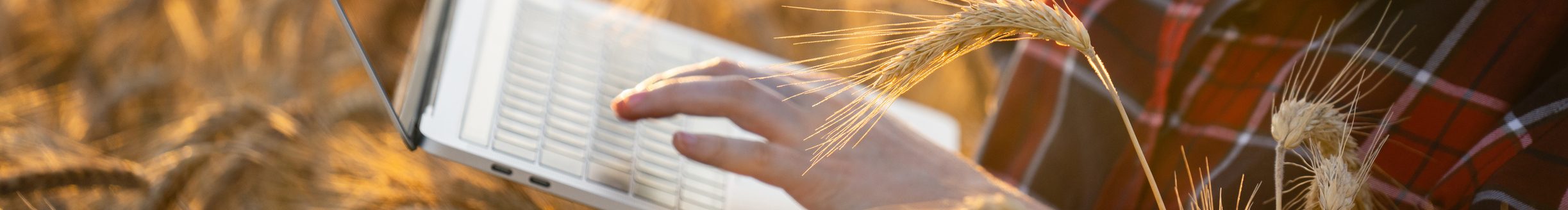 Close up of hands of a woman farmer. Farmer is holding a laptop on wheat field. Smart farming and digital agriculture. (Photo: iStock - Scharfsinn86)