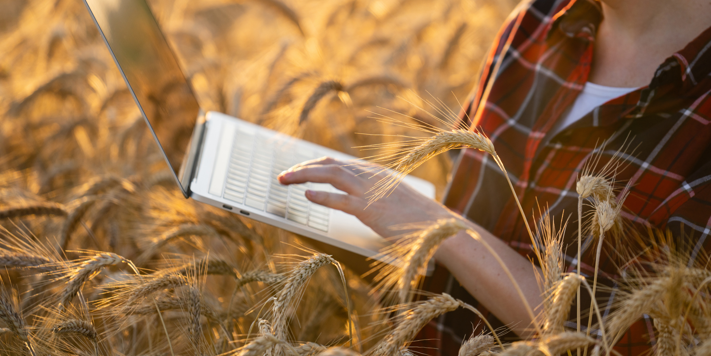 Close up of hands of a woman farmer. Farmer is holding a laptop on wheat field. Smart farming and digital agriculture. (Photo: iStock - Scharfsinn86)