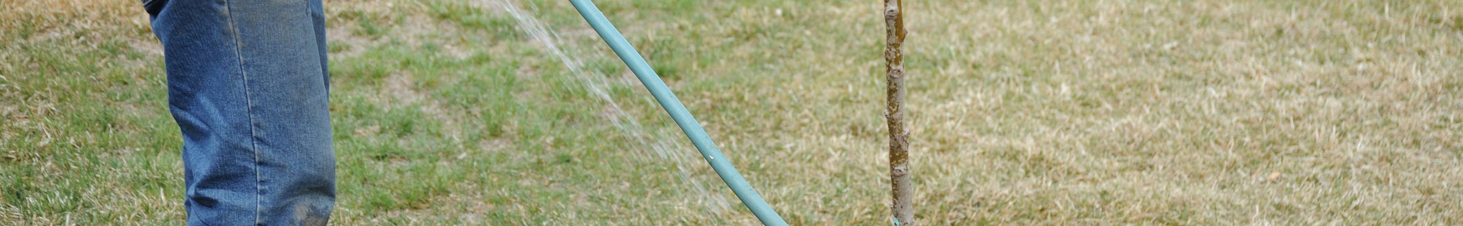 Professional gardener watering a tree he just planted. (Photo: iStock - oscarcwilliams)