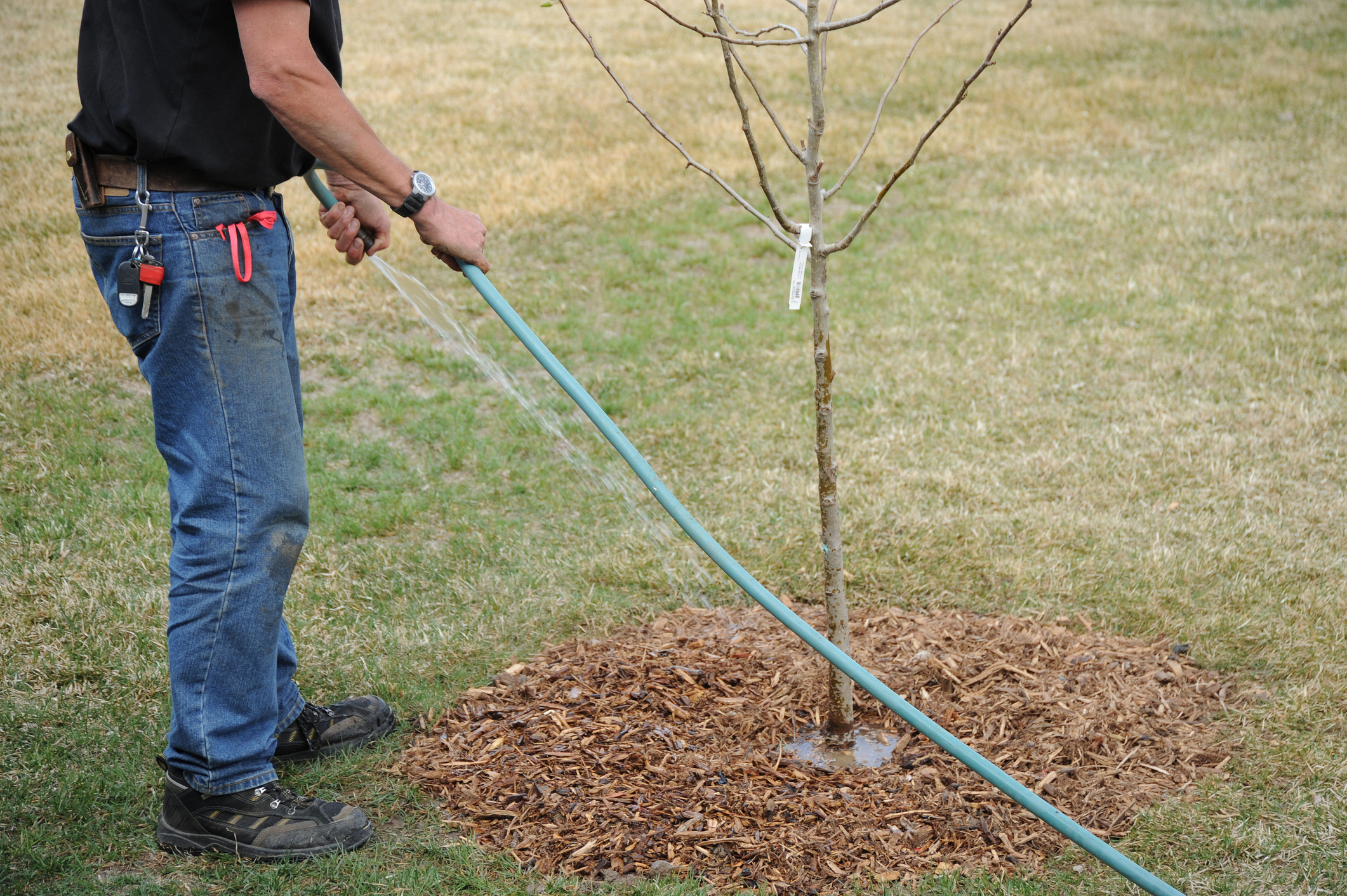 Professional gardener watering a tree he just planted. (Photo: iStock - oscarcwilliams)