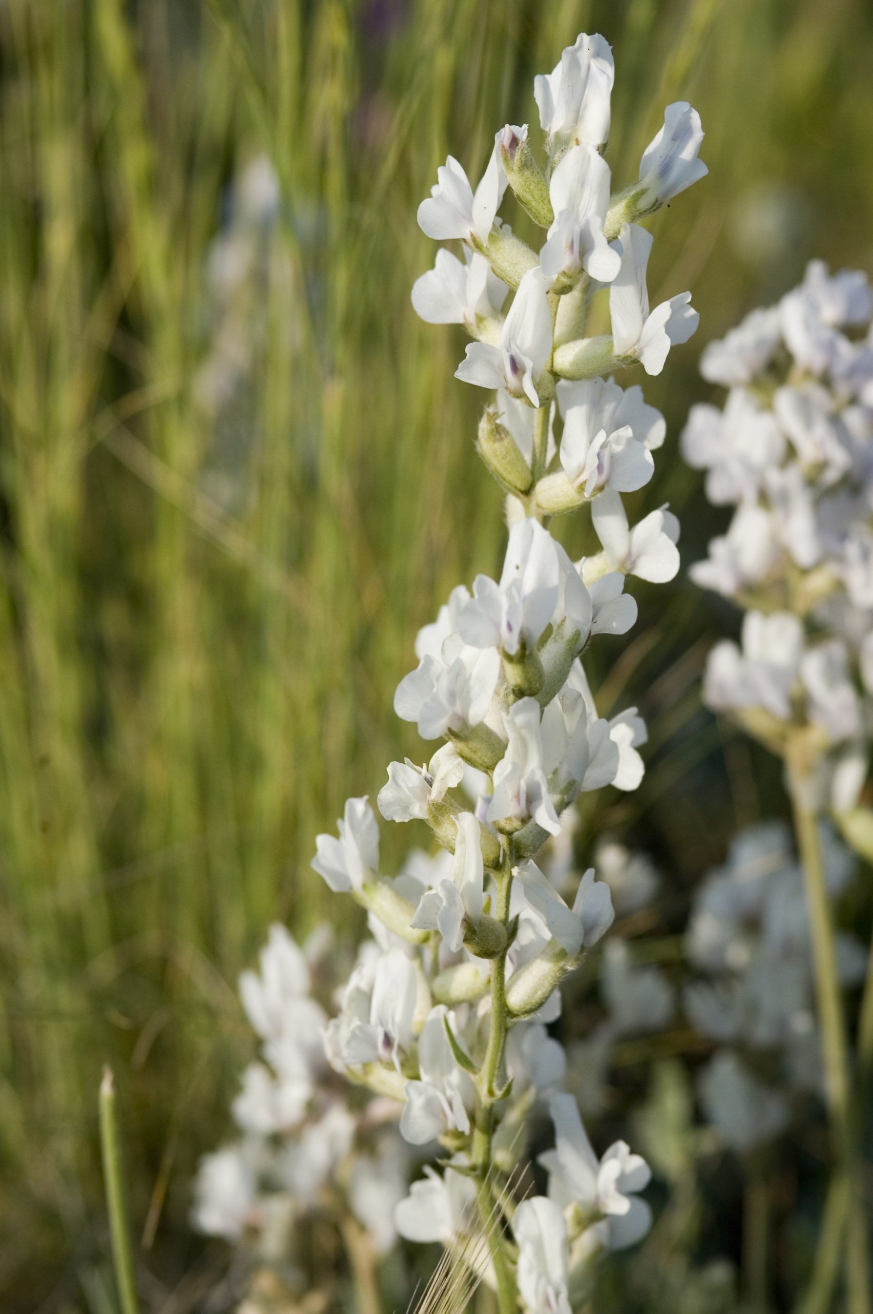 White loco weed, Oxytropis sericea, catches the late afternoon sunlight in a high mountain meadow. This wildflower has beautiful white blossoms on stalks up to 18 inches high, but it is said to be very toxic to humans and livestock. It is indigenous most of the western United States, from the plains into high mountain areas. (Photo: iStock - chapin31)