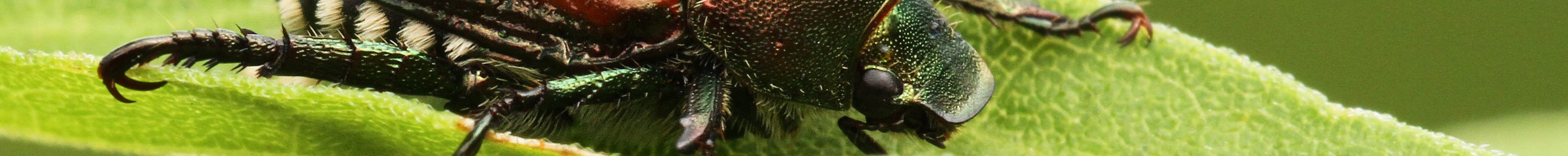 Japanese beetle -Popillia japonica (Photo: iStock - mirceax)