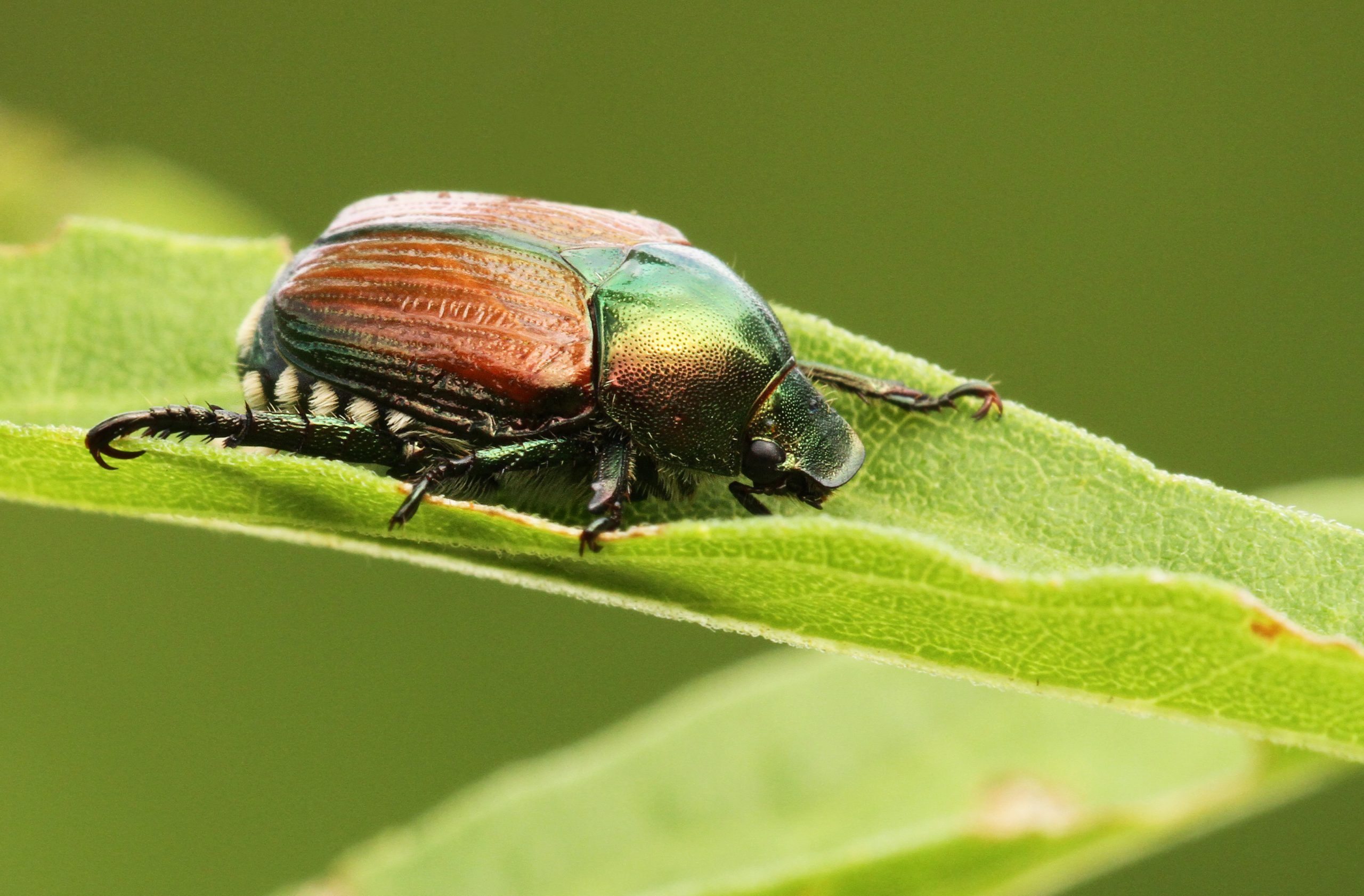 Japanese beetle -Popillia japonica (Photo: iStock - mirceax)