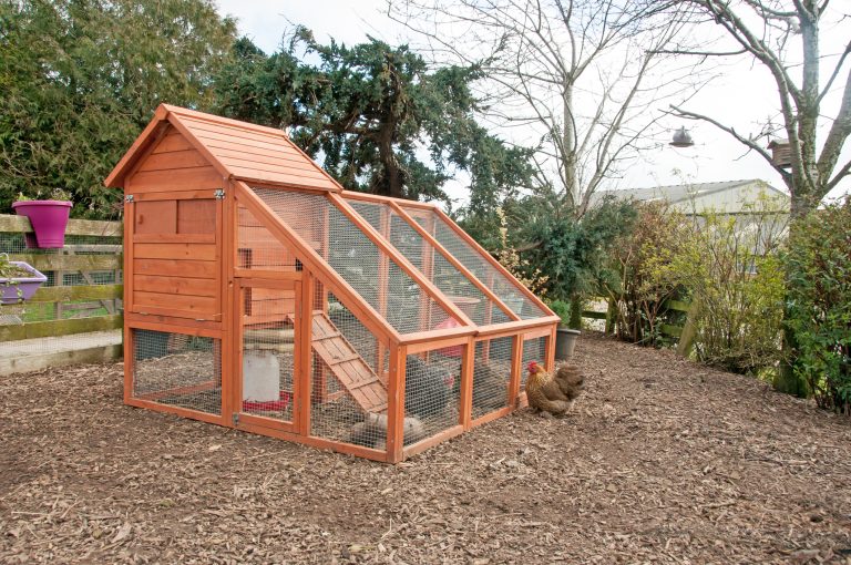 Chicken on the outside of a chicken coop looking in (Photo: iStock - Harlequin129)