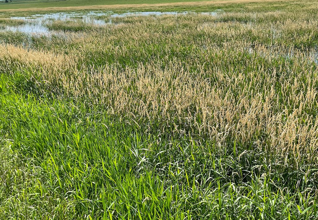 Standing water in a Iowa field (Photo: Iowa State University Extension and Outreach)