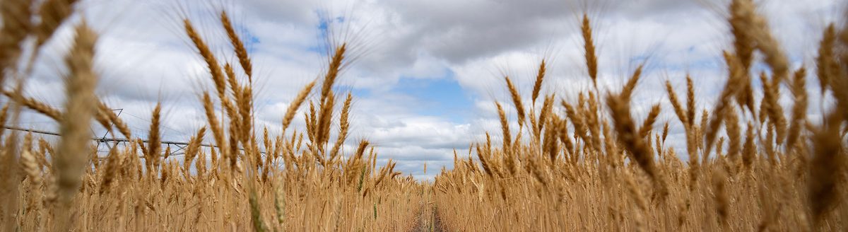 Top-performing wheat varieties across Texas were announced by Texas A&M AgriLife experts in their annual Wheat Grain “Picks” List. (Sam Craft/Texas A&M AgriLife)