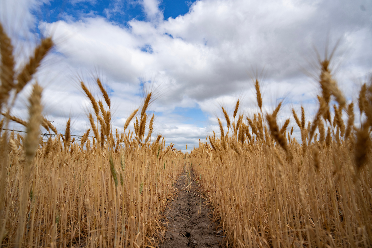 Top-performing wheat varieties across Texas were announced by Texas A&M AgriLife experts in their annual Wheat Grain “Picks” List. (Sam Craft/Texas A&M AgriLife)