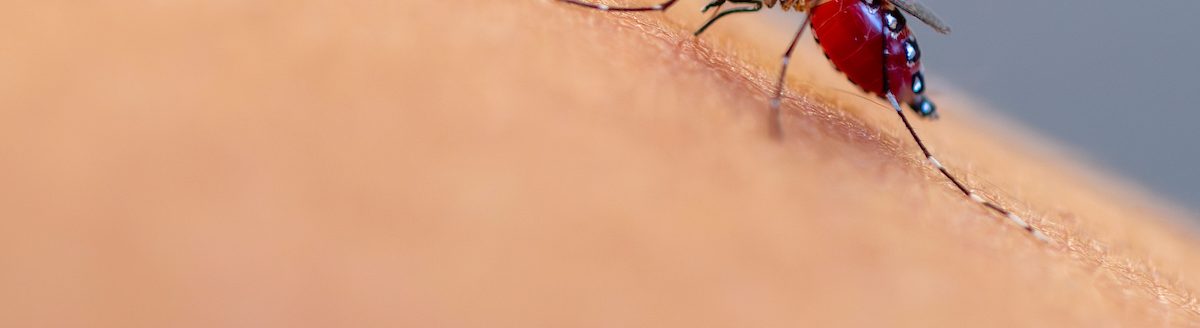 Mosquitoes looking for a blood meal use sensory cues like exhaled carbon dioxide, body heat and odor to find their prey. (Michael Miller/Texas A&M AgriLife)