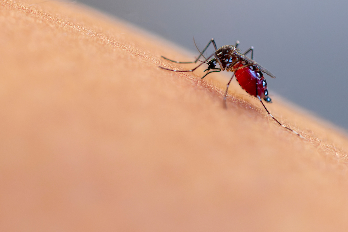 Mosquitoes looking for a blood meal use sensory cues like exhaled carbon dioxide, body heat and odor to find their prey. (Michael Miller/Texas A&M AgriLife)