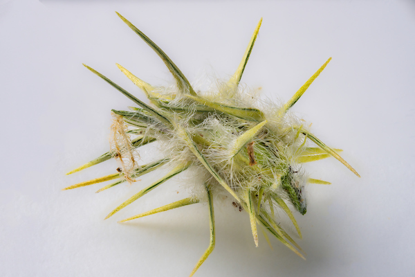 Sandburs are nasty little seed pods of weeds. Getting rid of them from your lawn takes time and effort, but it can save you and your household a lot of trouble. (Michael Miller/Texas A&M AgriLife)